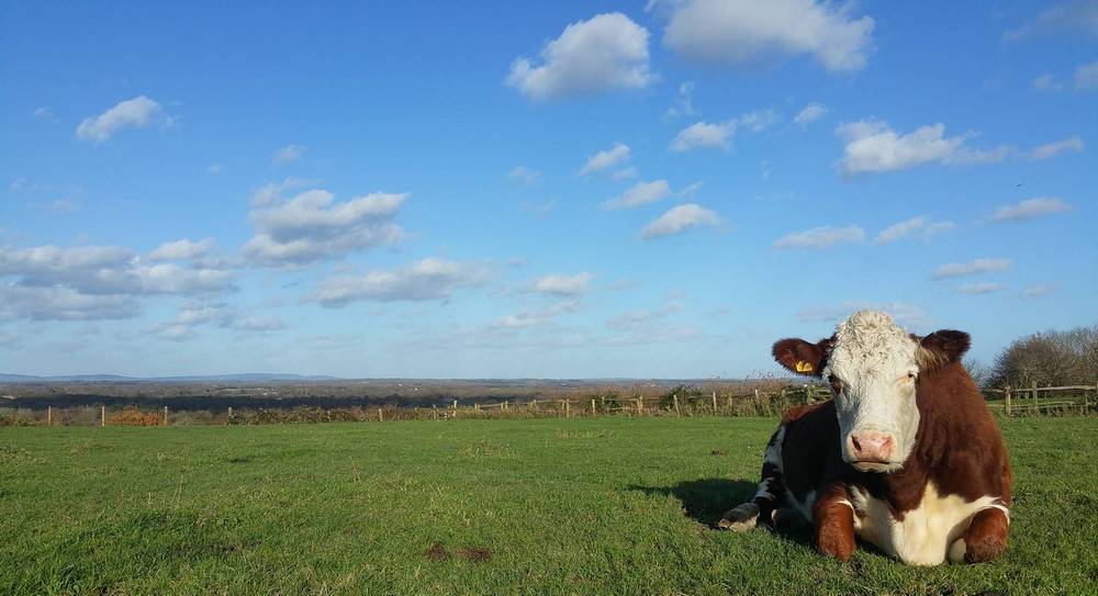 \"3-Cow-and-view-of-Surrey-Hills\"